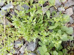 Myosotis sparsiflora