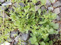 Myosotis sparsiflora