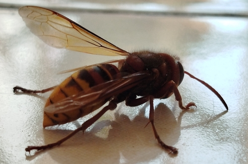 European Hornet