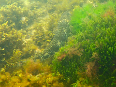 Platycephalus laevigatus