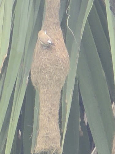 Indian Silverbill