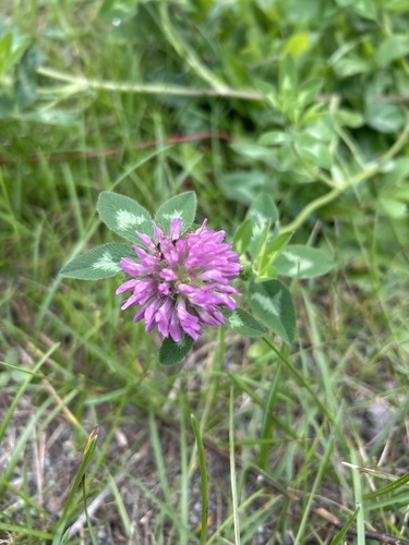 Red Clover