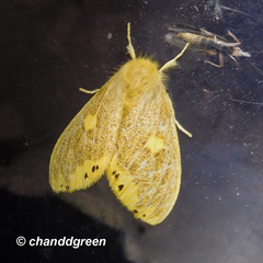 Euproctis quadrangularis