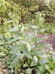 Symphytum caucasicum