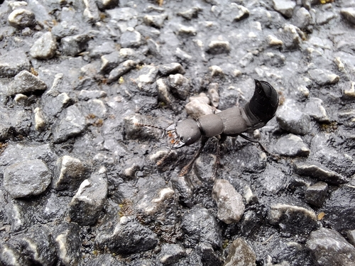Devil's Coach Horse Beetle