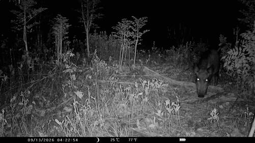 Wild Boar