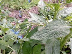 Symphytum caucasicum
