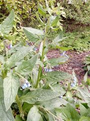 Symphytum caucasicum