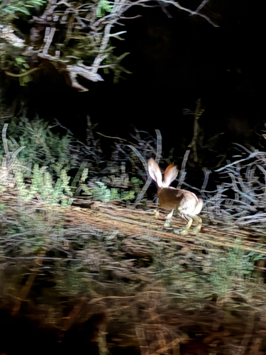 Antelope Jackrabbit observed by tyleajorgenson