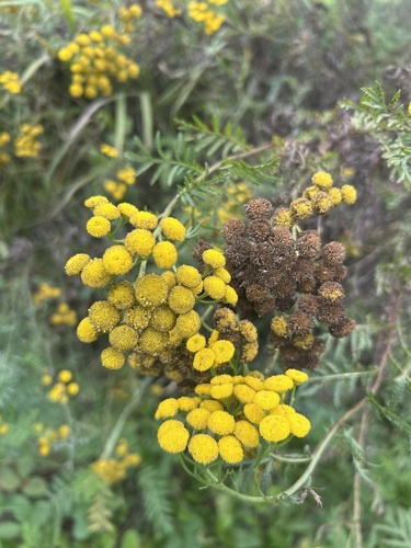 tansy