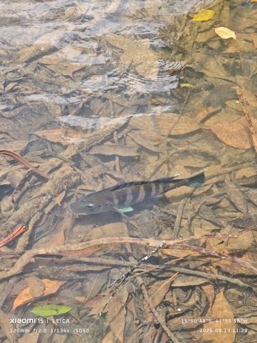 Blue Peacock Bass