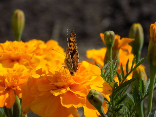 Queen of Spain Fritillary