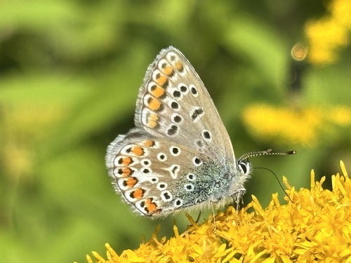 Common Blue