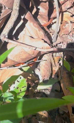 Black Cross-barred Kukri Snake