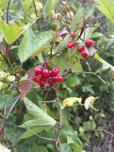guelder-rose