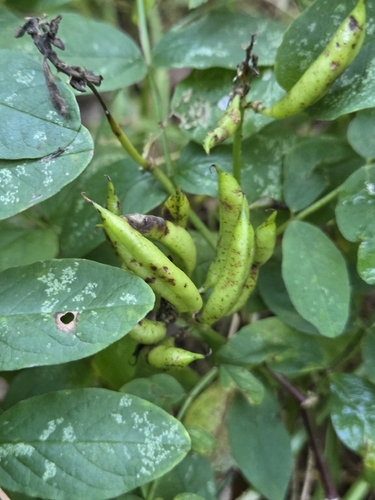 Wild Liquorice