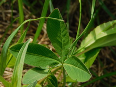 Trifolium medium