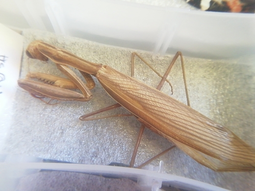 European Mantis