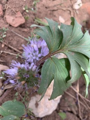 Hydrophyllum capitatum