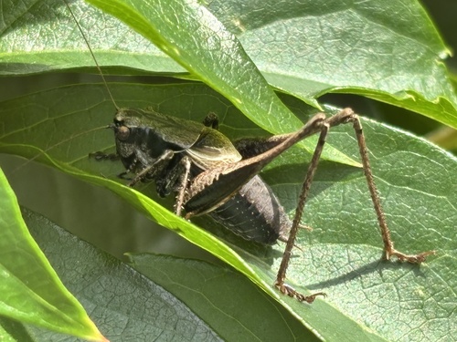 Dark Bush-cricket
