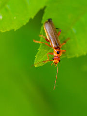 Metacantharis discoidea