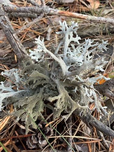 tree moss