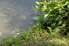 Passer domesticus