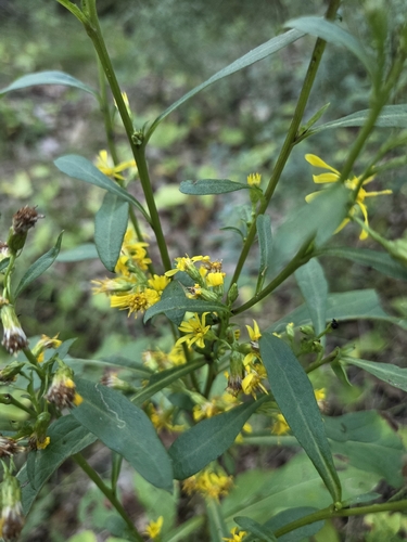 European goldenrod