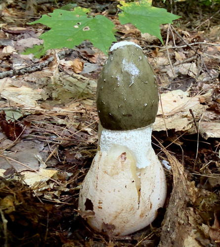 Skirted Stinkhorn