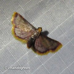 Hypsopygia mauritialis