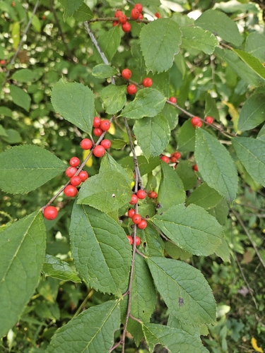 winterberry holly
