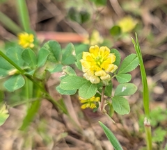 Trifolium campestre, photograph (c) Jessica Utrup, some rights reserved (CC BY)