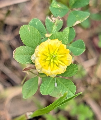 Trifolium campestre, photograph 4