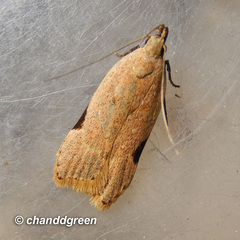 Dichomeris simaoensis