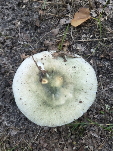 Green Russula