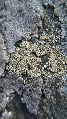 Lecanoromycetes