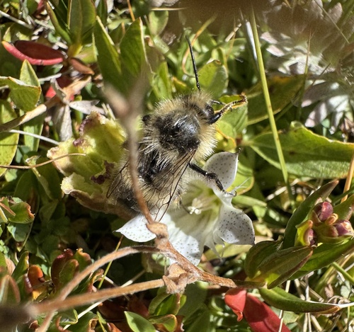 iNaturalist observation photo of Bumble Bees