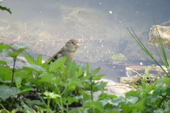 Passer domesticus