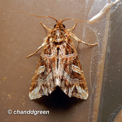 Callopistria exotica