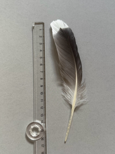 Plume de Goéland brun