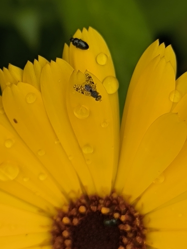 Spotted Marsh Fly