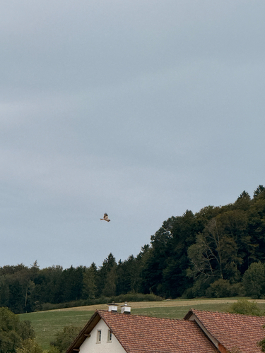 Red Kite