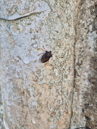 Forest Bug
