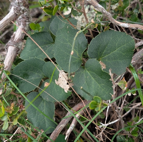 Knowltonia vesicatoria, photograph 4