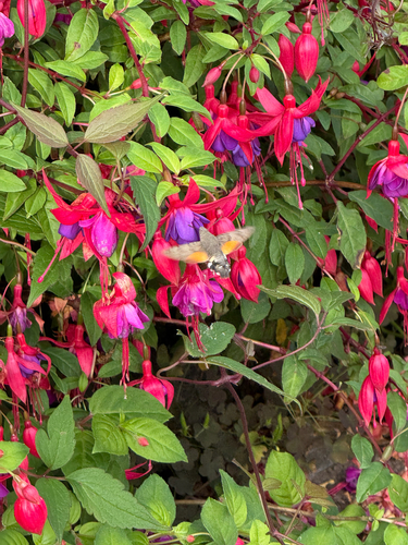 Eurasian Hummingbird Hawkmoth