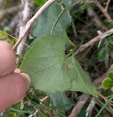 Knowltonia vesicatoria, photograph (c) Jessica Utrup, some rights reserved (CC BY)