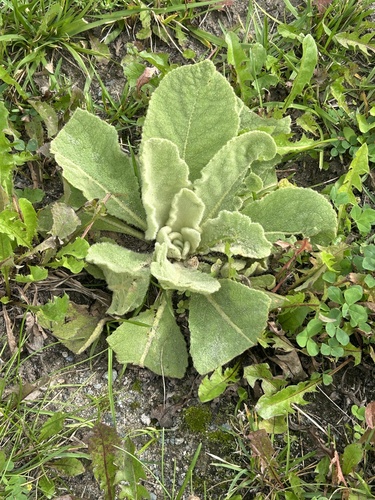 great mullein