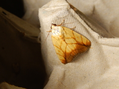 Xanthodes transversa