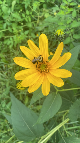 Common Eastern Bumble Bee