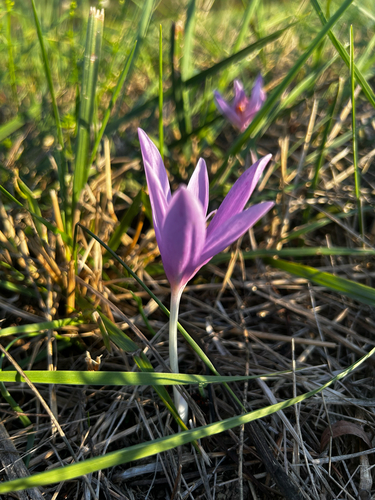 Autumn Crocus